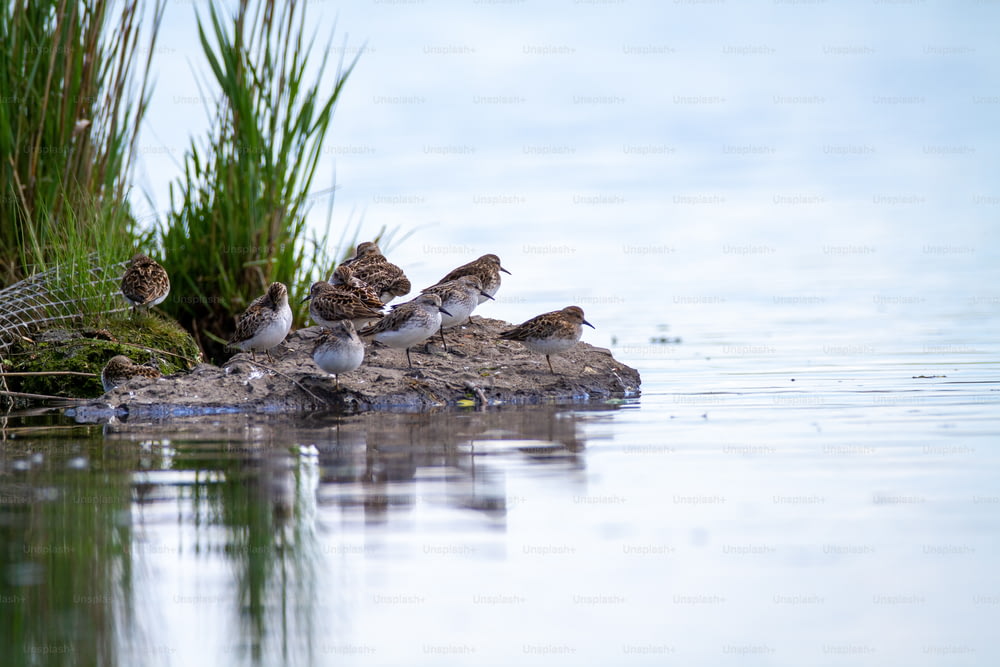 Un gruppo di uccelli seduti sulla cima di una roccia nell'acqua