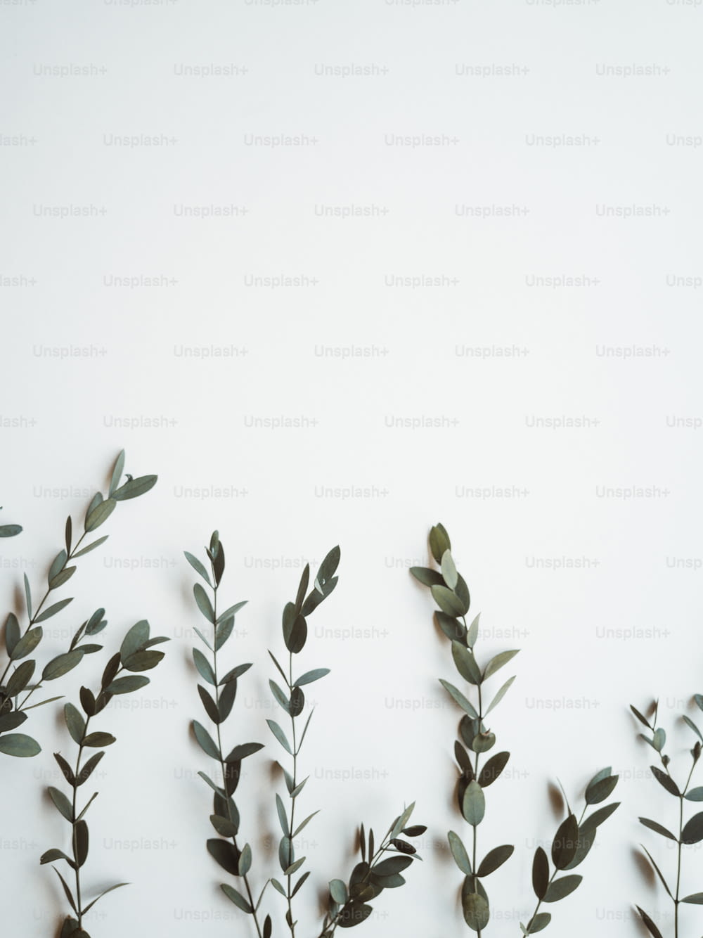 a group of green plants on a white wall
