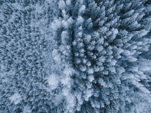 a group of trees covered in snow from above