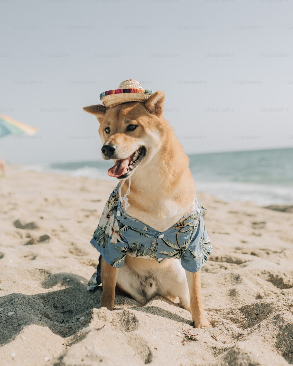 um cachorro usando uma camisa e chapéu em uma praia