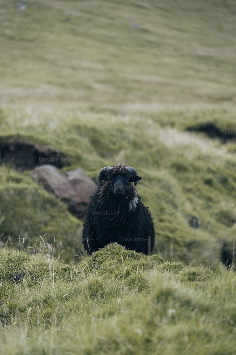 a black sheep standing on top of a lush green hillside