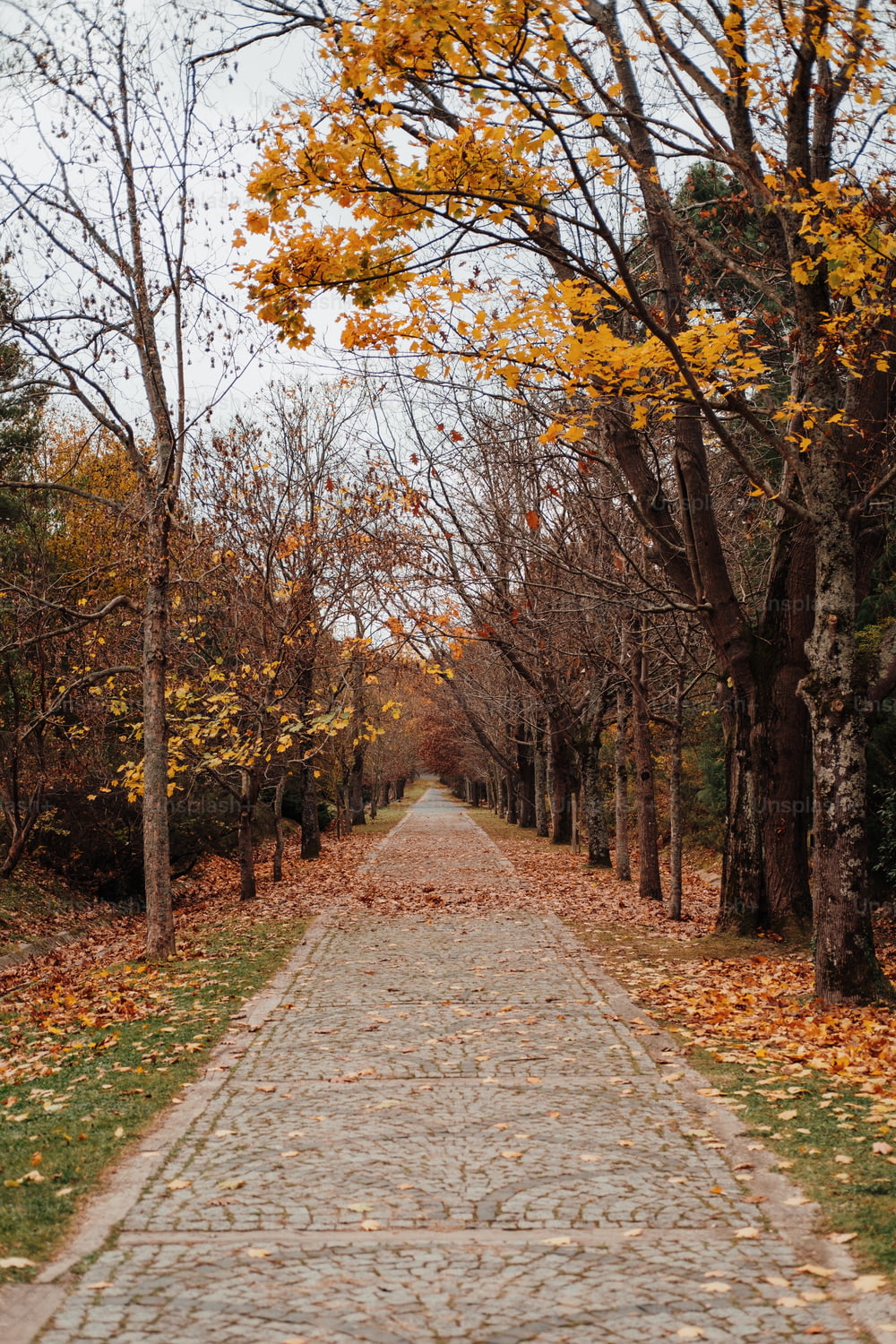 Una strada di mattoni circondata da alberi coperti di foglie