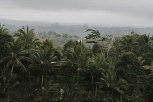 a forest filled with lots of palm trees