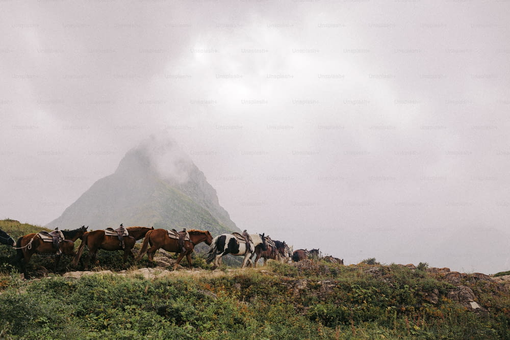 a group of horses standing on top of a lush green hillside