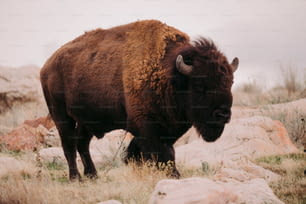a large buffalo standing on top of a grass covered field
