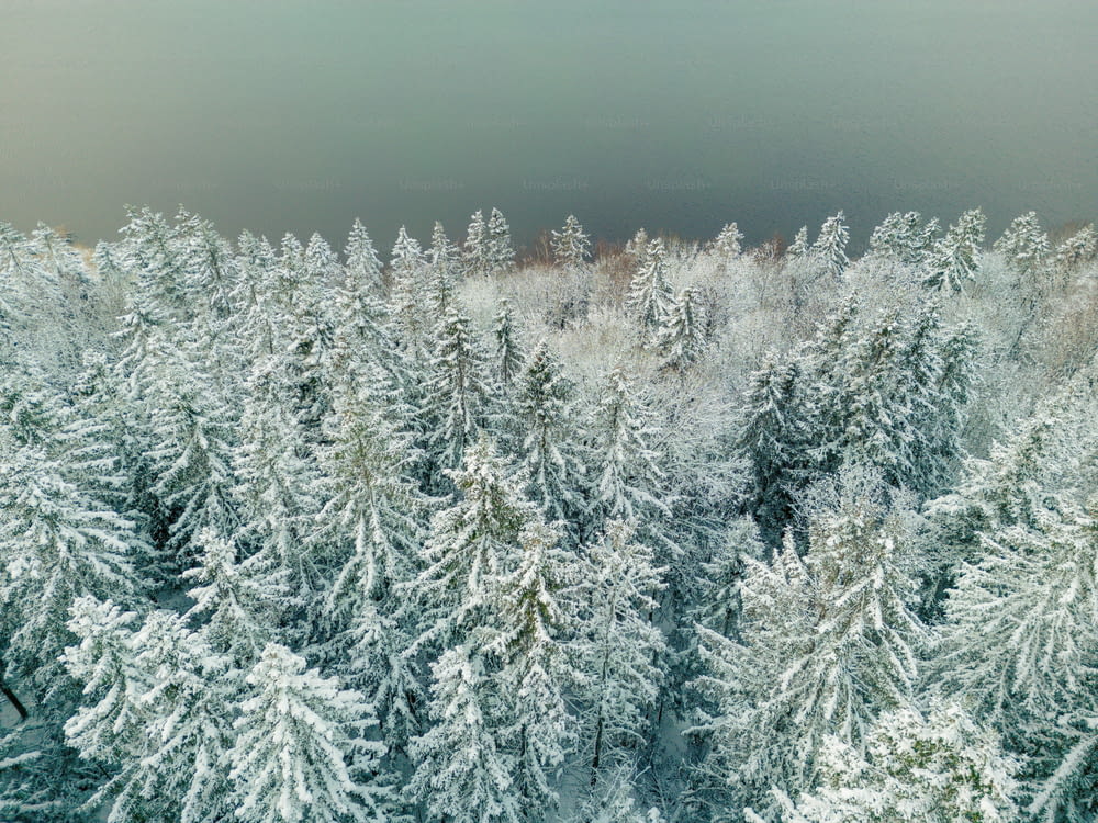 a group of trees covered in snow in a forest