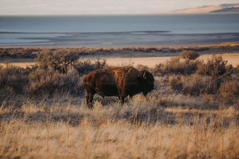 a bison is standing in a field of dry grass