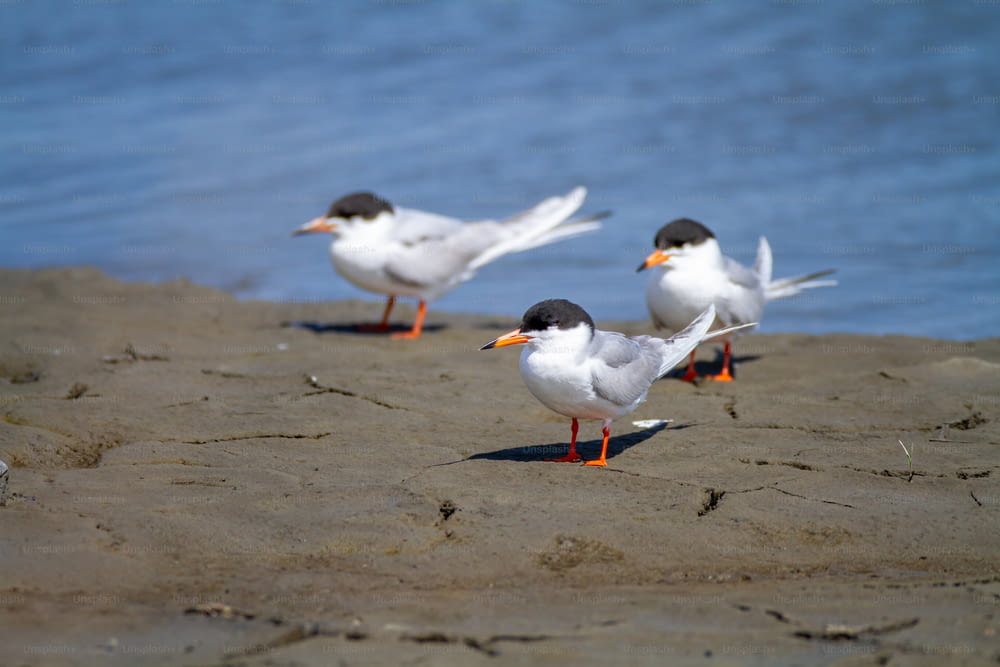 Un gruppo di uccelli in piedi sulla cima di una spiaggia sabbiosa