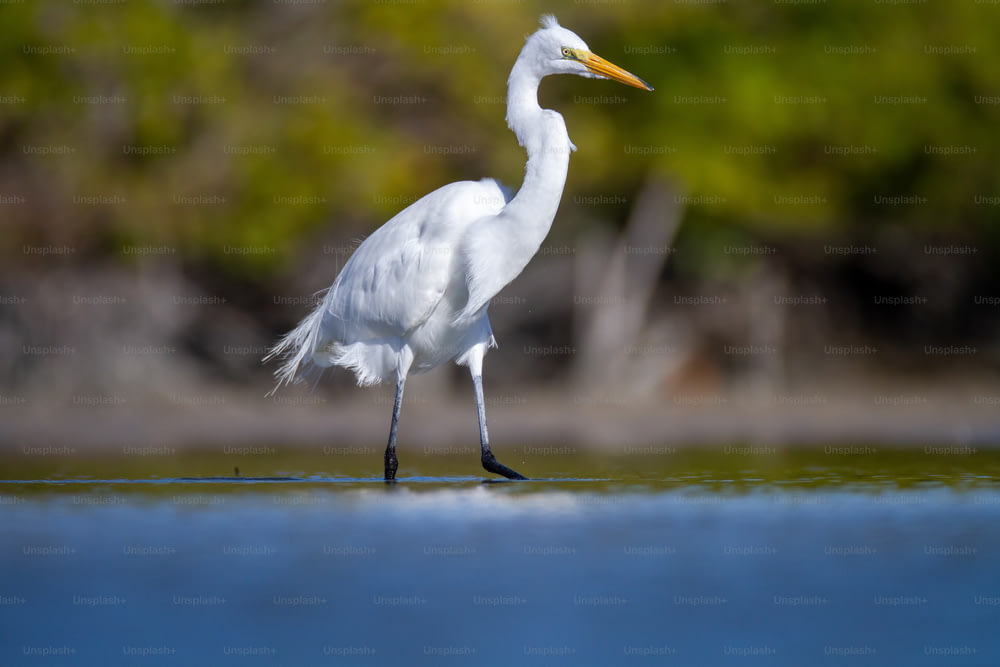 Un oiseau blanc avec un long cou debout dans l’eau