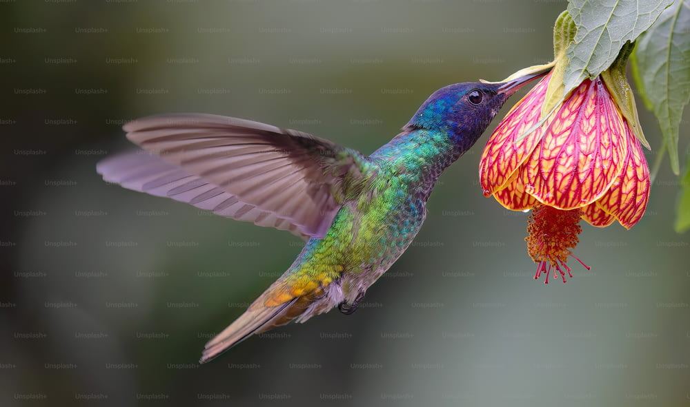 a colorful hummingbird feeding from a flower
