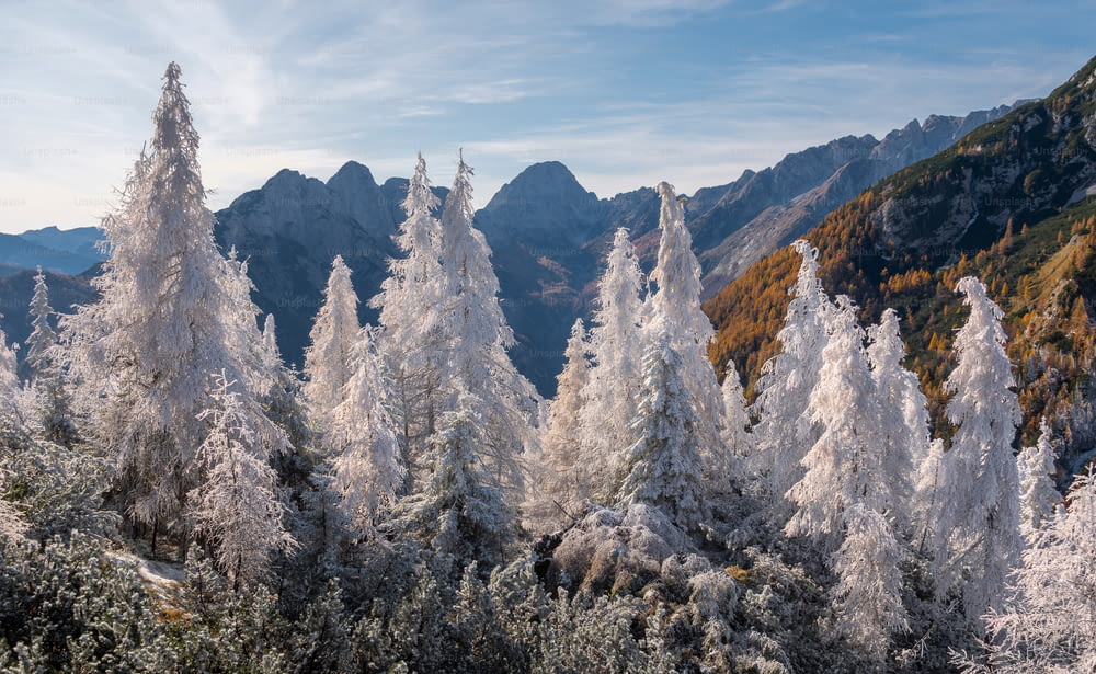 Un gruppo di alberi coperti di neve in montagna