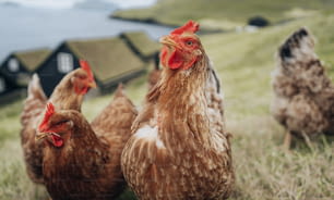 Eine Gruppe von Hühnern auf einem grasbewachsenen Feld