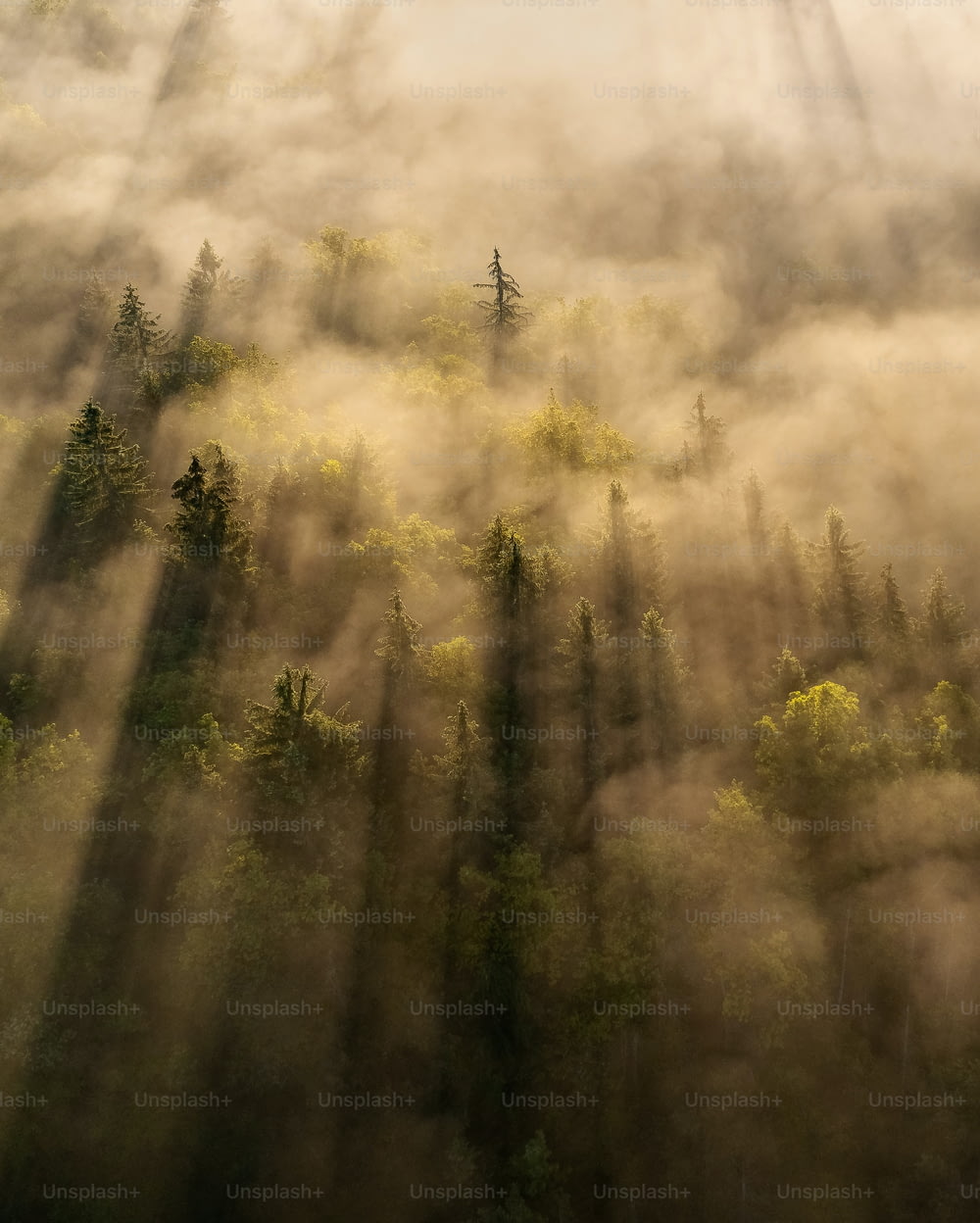 Une forêt avec du brouillard