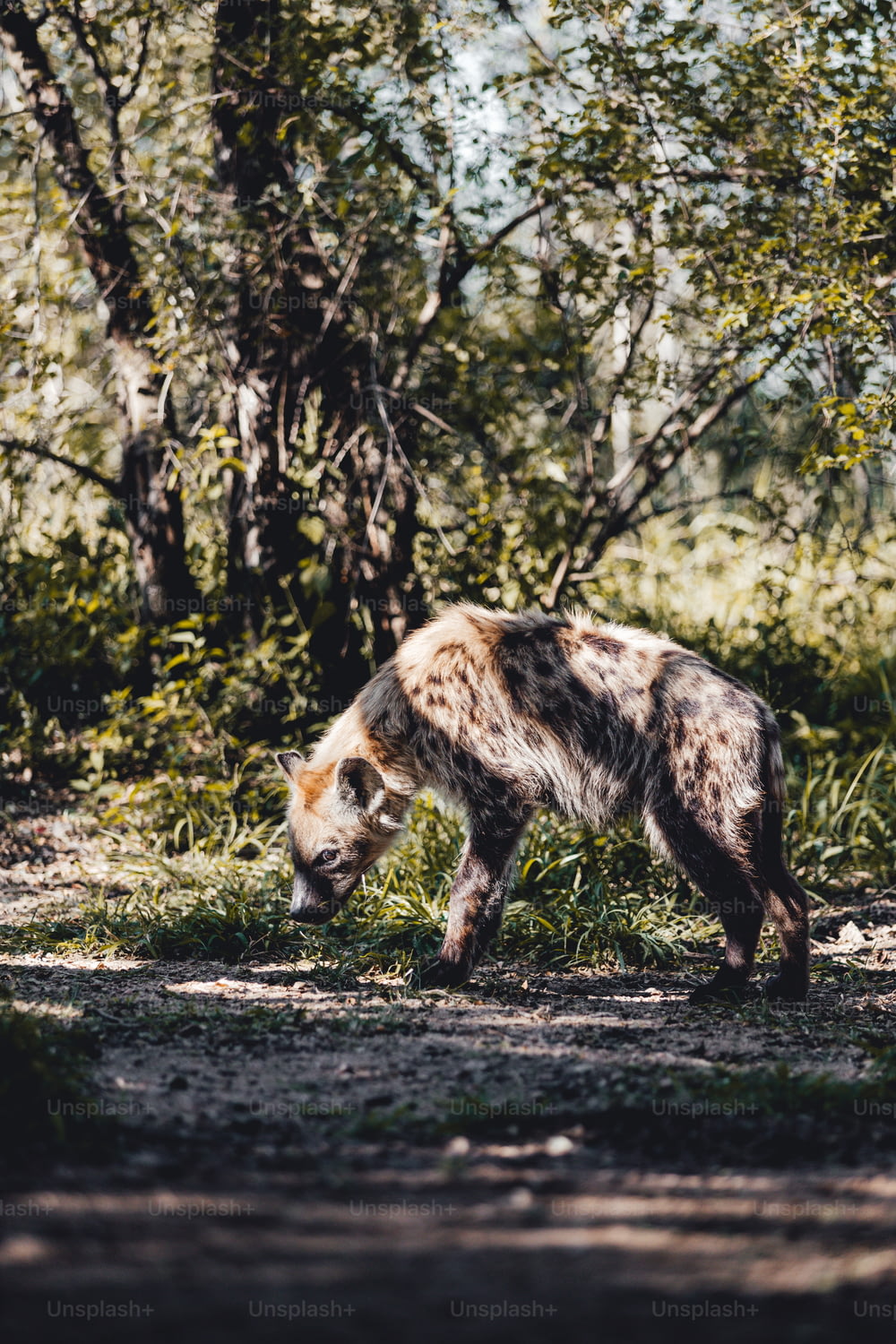 a hyena walking in the grass