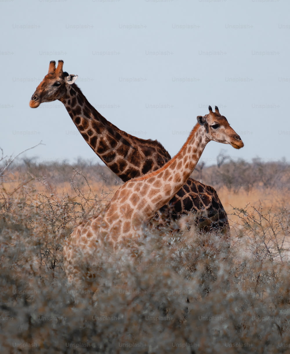 Girafes debout à l’état sauvage