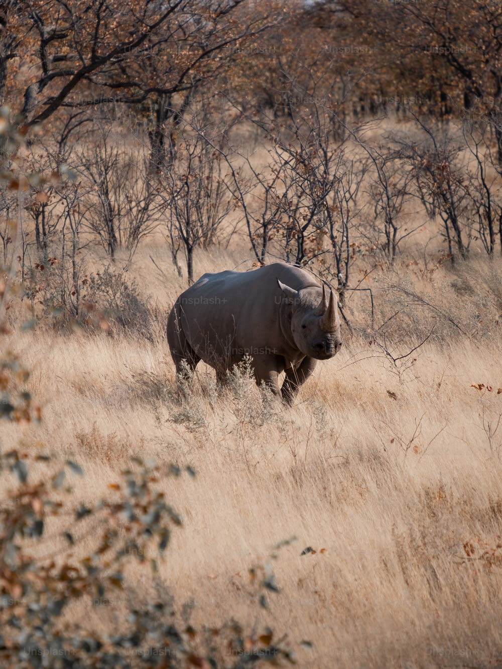 Un rinoceronte en un campo