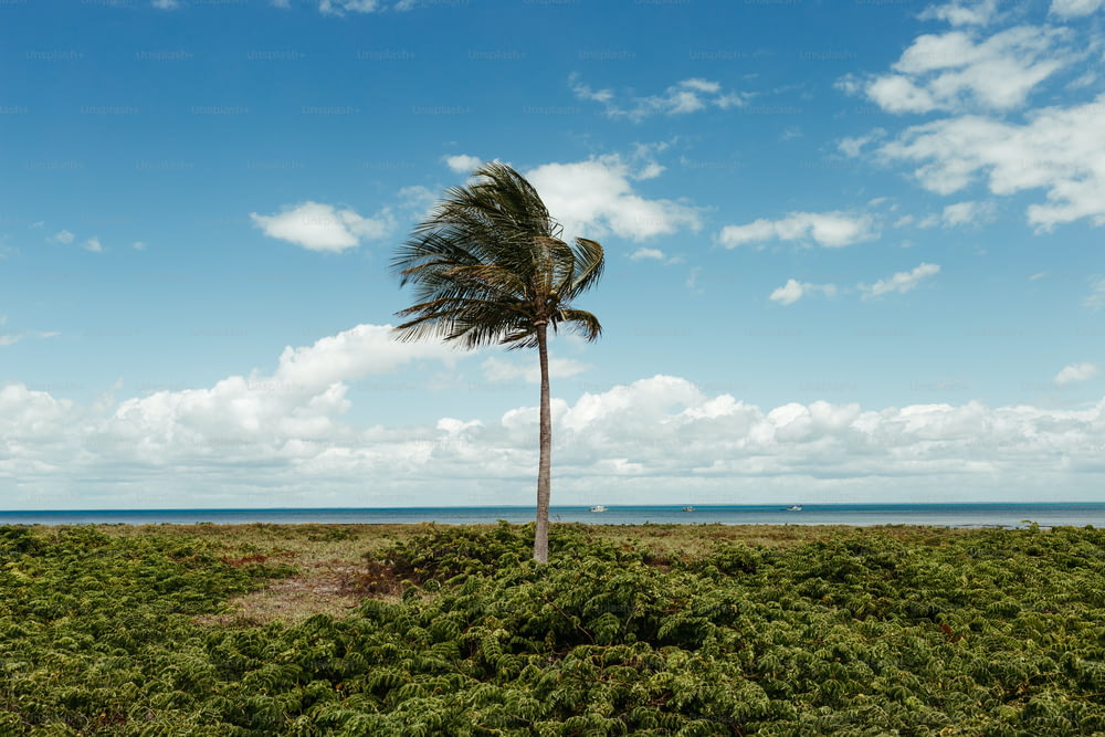 a palm tree in a field