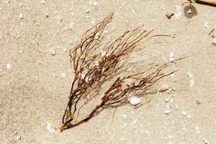 a close-up of a sea creature on the sand