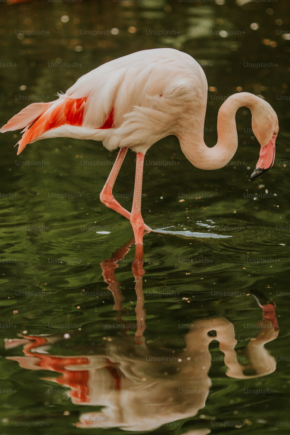 a flamingo and a baby bird in a pond