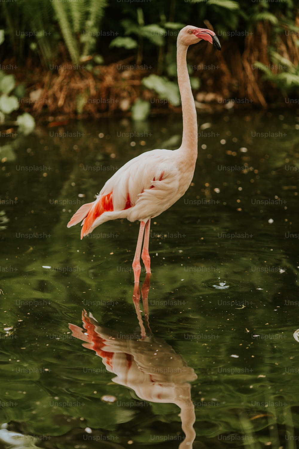 a flamingo standing in water