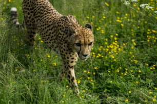 Un léopard marchant dans un champ de fleurs jaunes