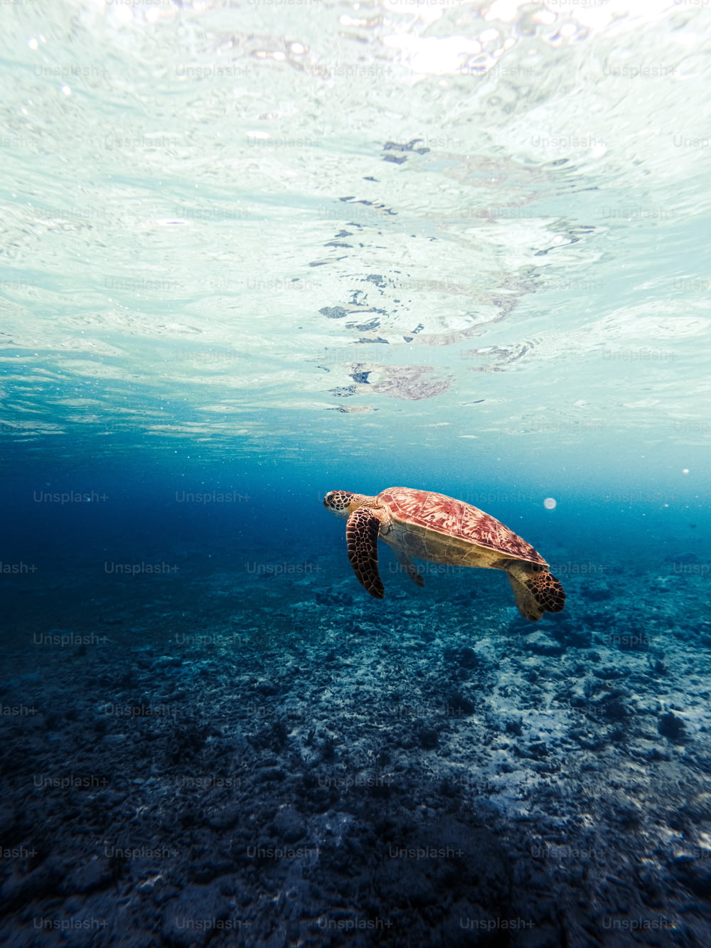 une tortue nageant dans l’eau
