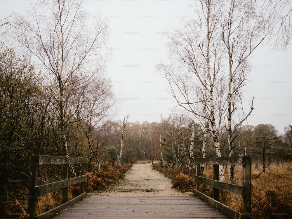 un ponte di legno con alberi su entrambi i lati di esso