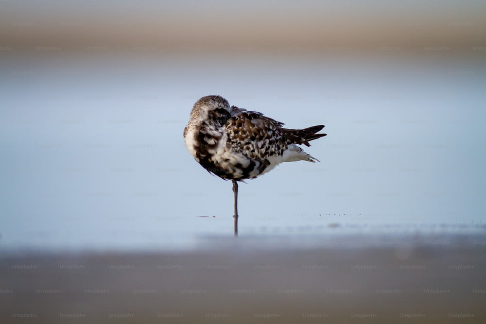 Un oiseau debout sur une plage