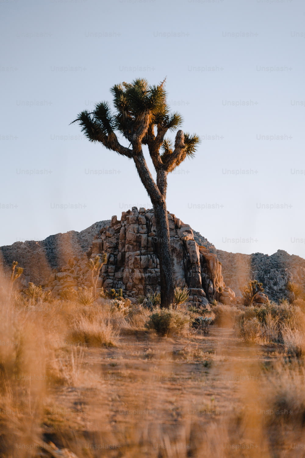 Un albero in un deserto