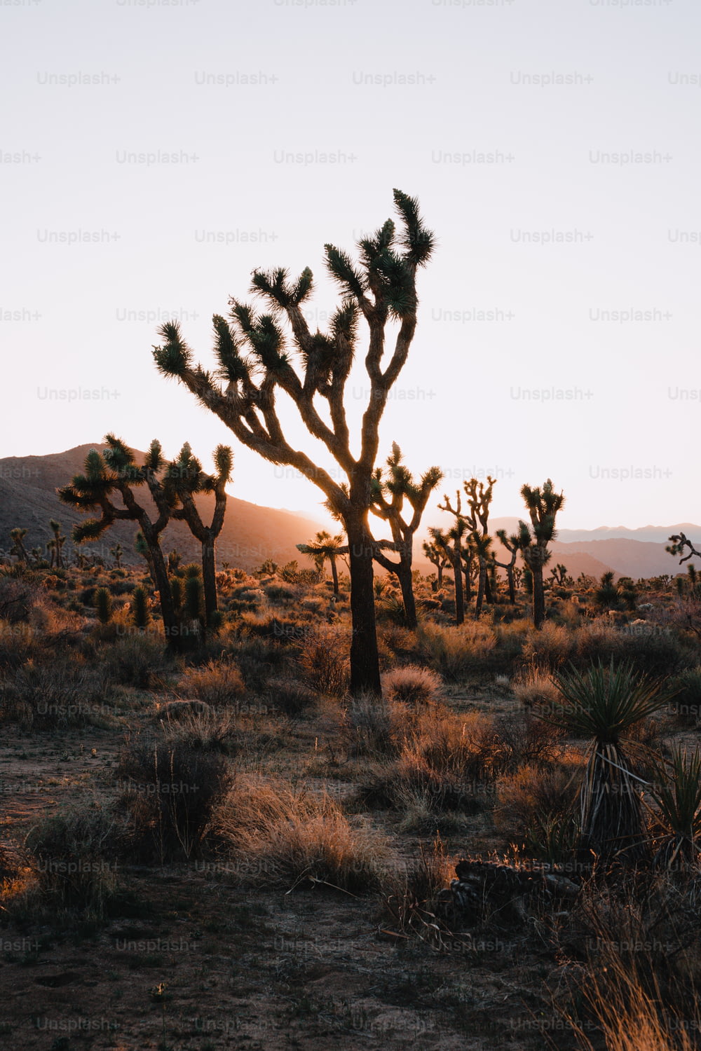 Un gruppo di alberi in un deserto