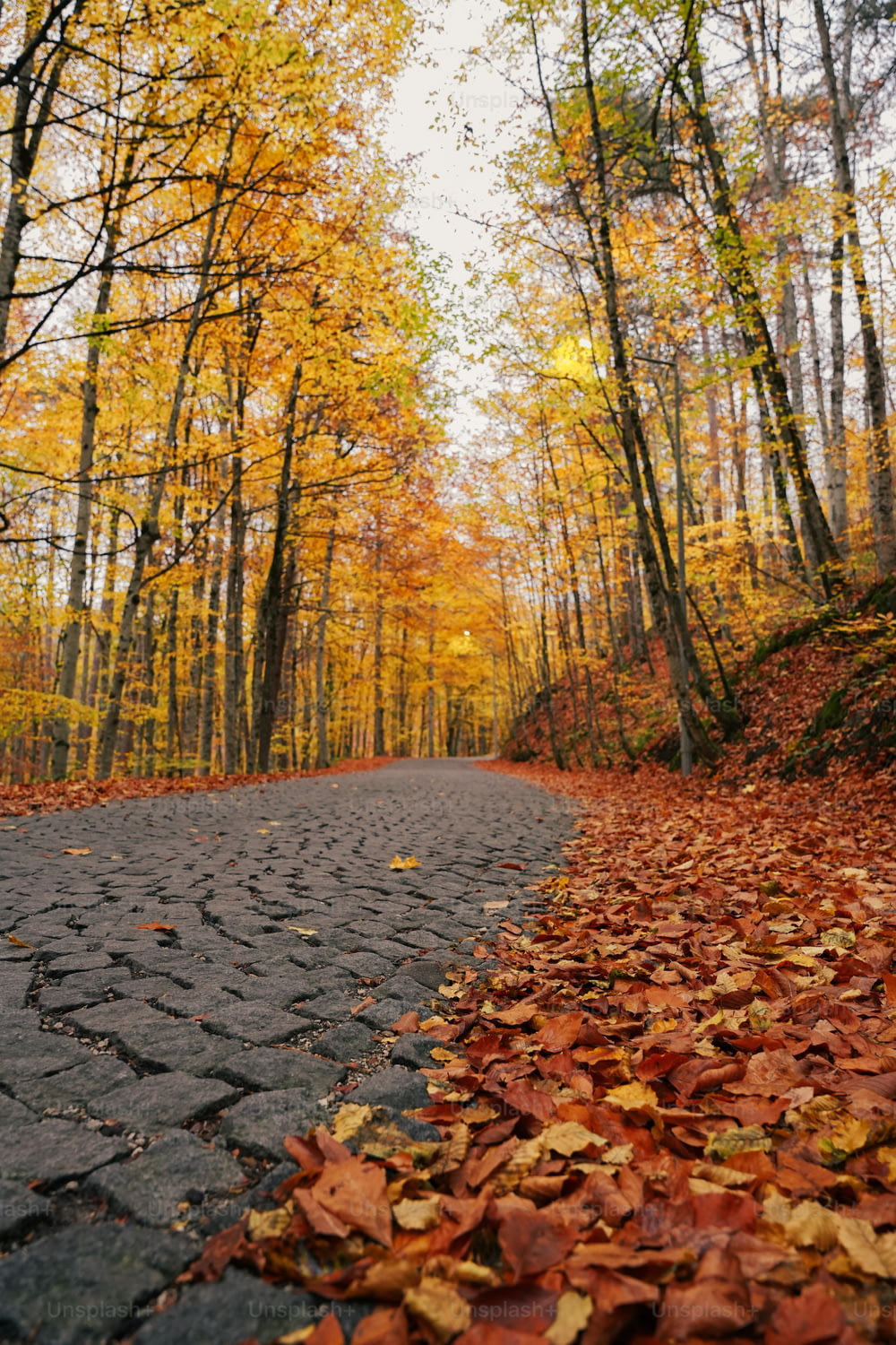 una strada con foglie sul lato