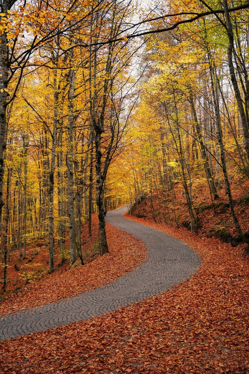 a road with yellow leaves on the sides