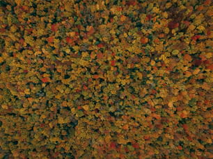 a large group of colorful leaves
