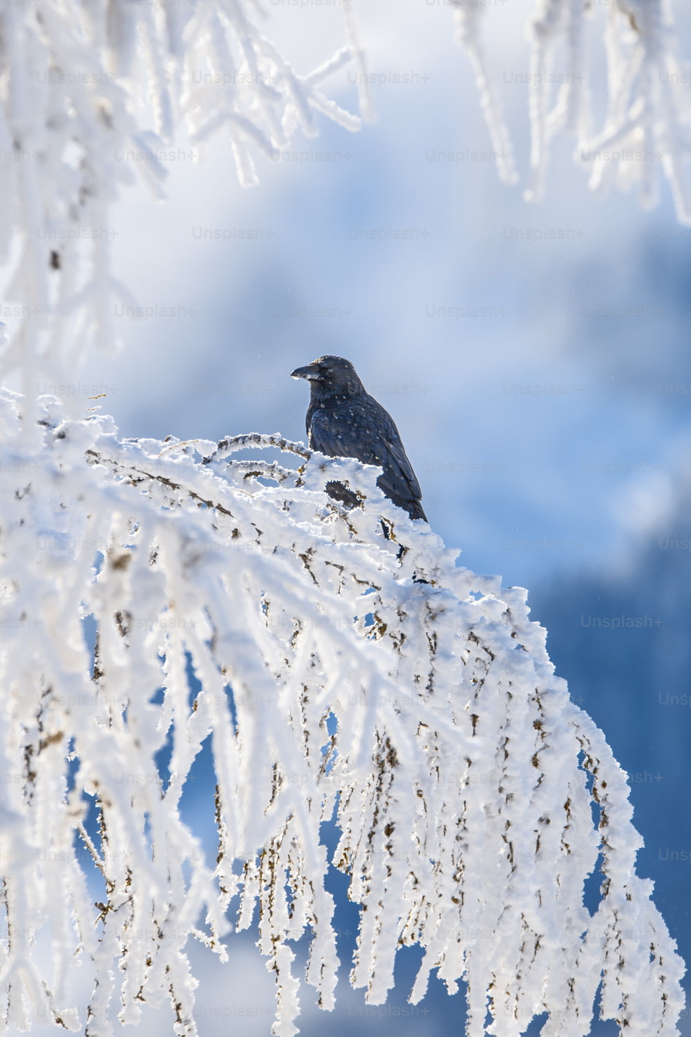 a bird sitting on a snowy mountain