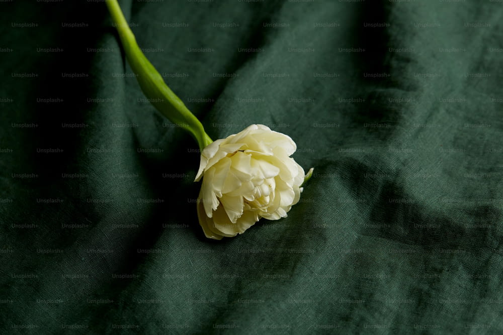 a white flower on a black fabric