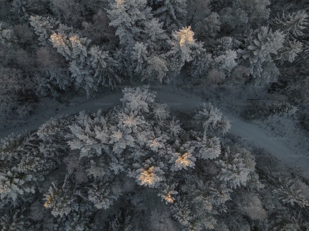 a group of trees with snow