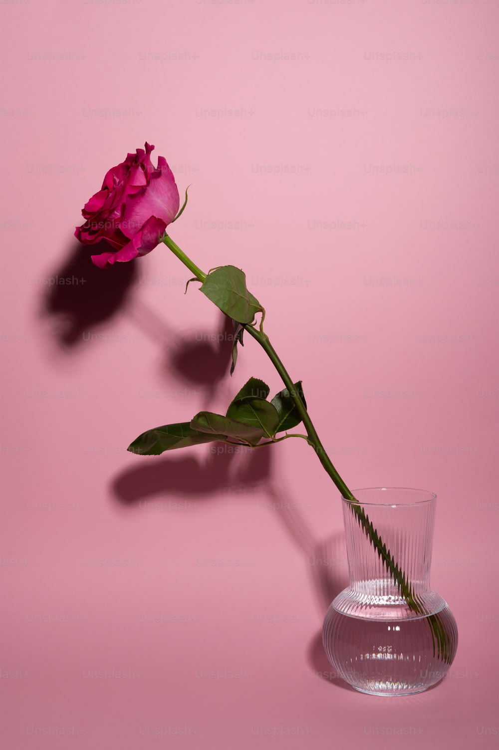 Eine rosa Rose in einer Glasvase