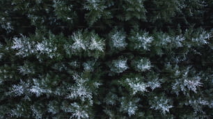 eine Gruppe von Bäumen, die mit Frost bedeckt sind