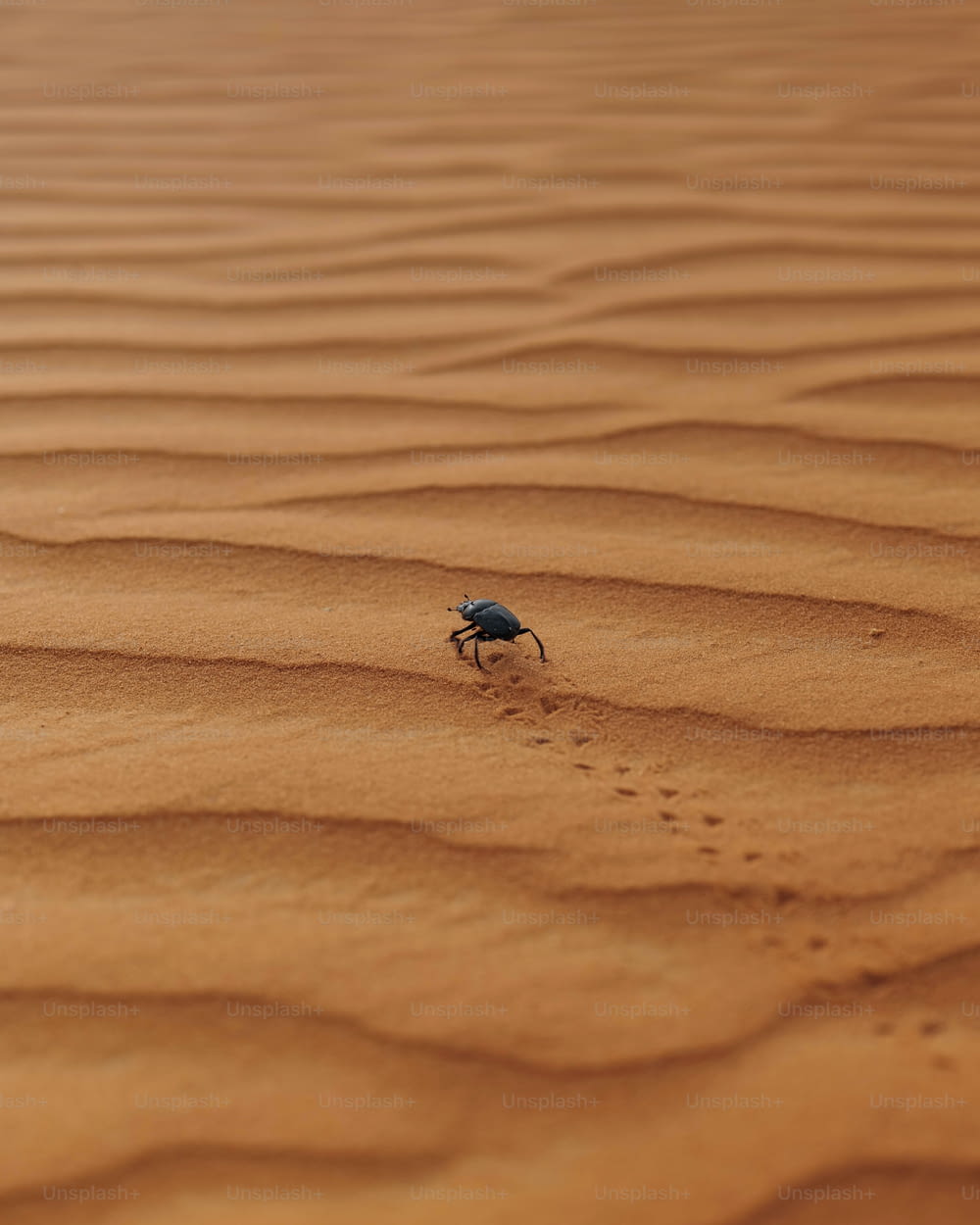 Un insecte rampant sur une zone sablonneuse dans le désert