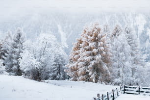 a snowy landscape with a fence and trees
