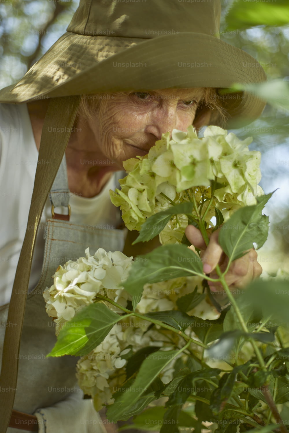 uma mulher em um chapéu cheirando um arbusto com flores brancas