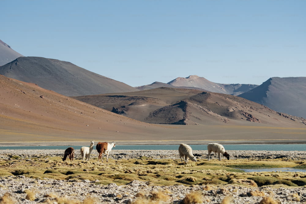 a group of horses grazing in a field with mountains in the background