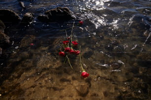 水中にある花の束