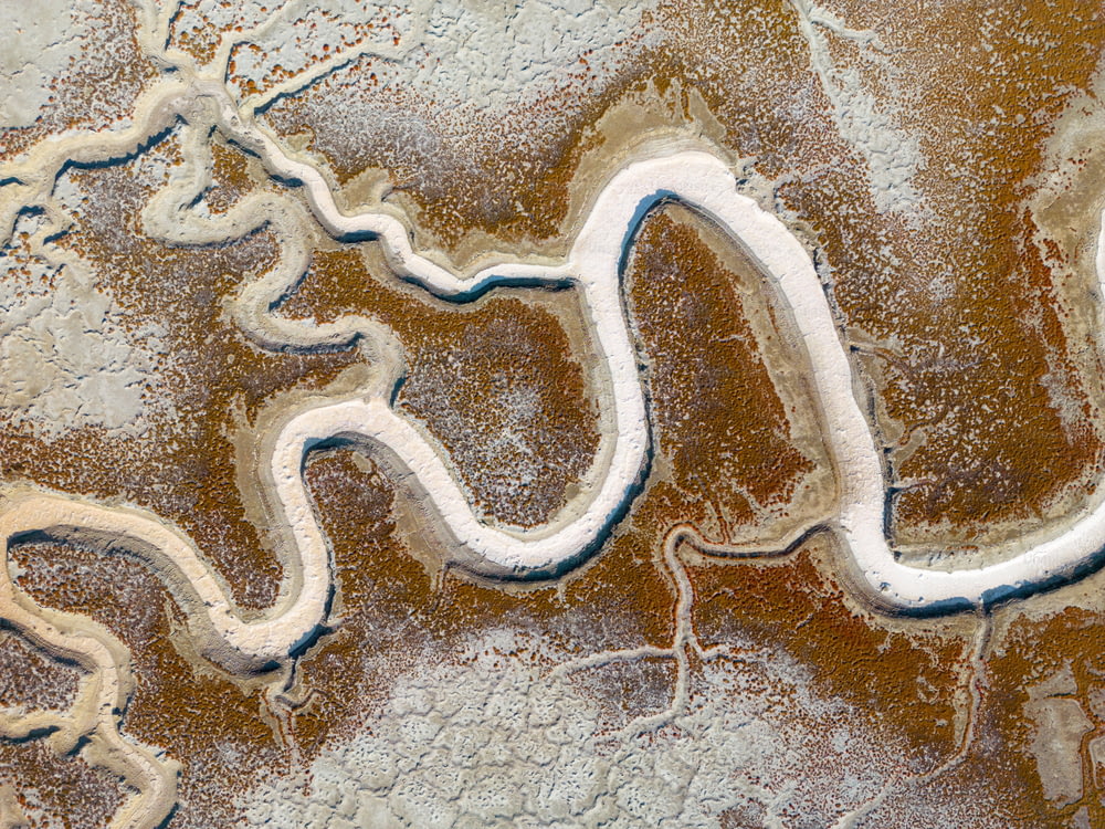 Un'immagine di un serpente nella neve