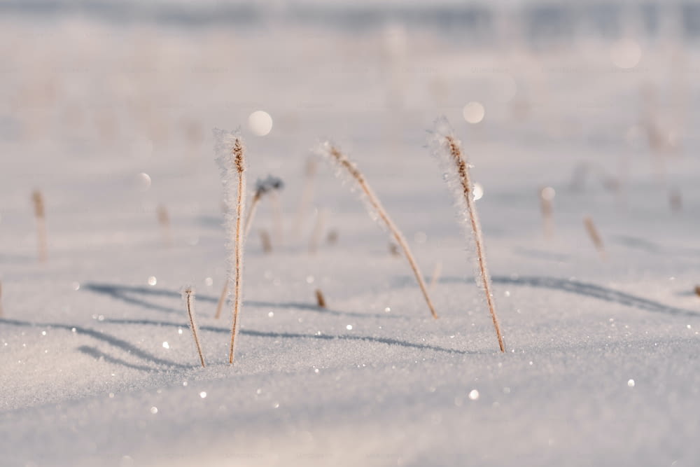 un champ enneigé avec de l’herbe dans la neige