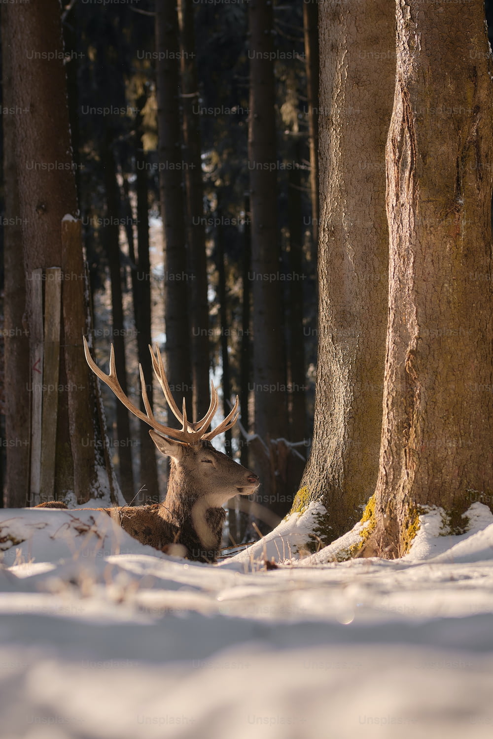 a deer laying in the snow between two trees