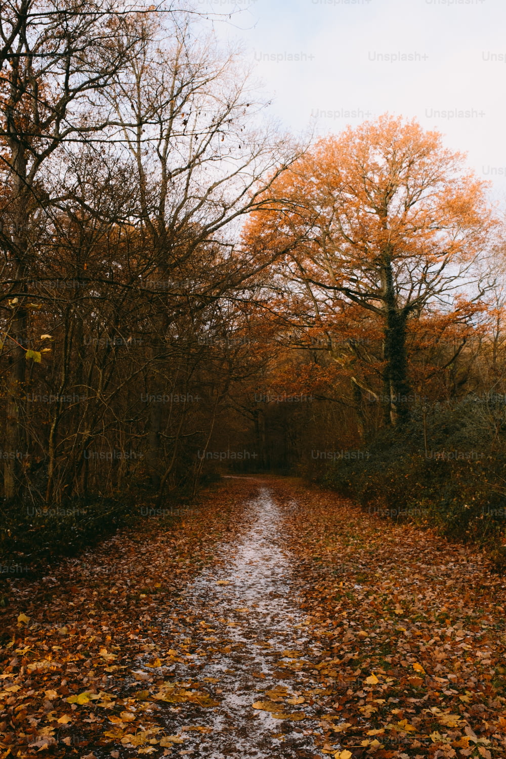 Un camino de tierra rodeado de árboles cubiertos de hojas