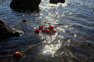 水の中に座っている花の束