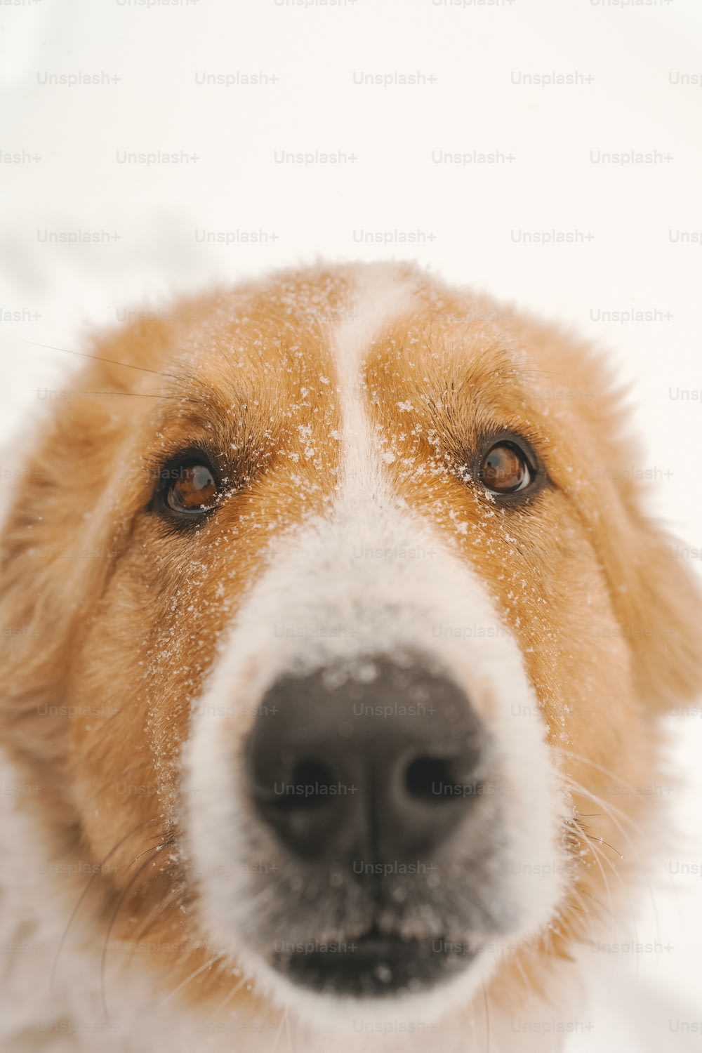 Un primer plano de la cara de un perro en la nieve