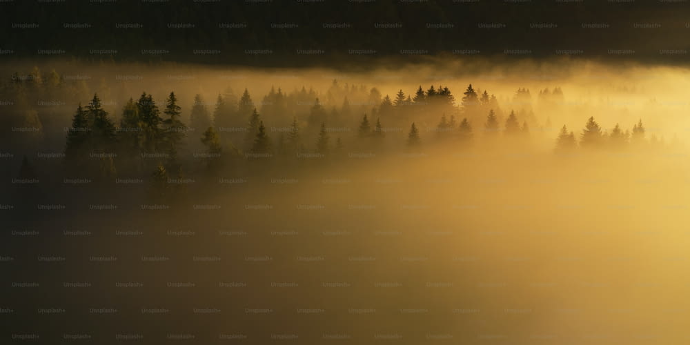 a foggy forest with trees in the distance